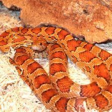 Corn snake How to Care for a Corn Snake 12 Steps with Pictures wikiHow