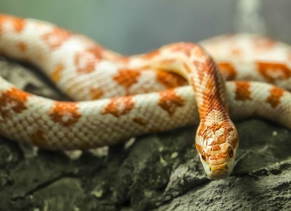 Corn snake What Do Corn Snakes Eat amp How to Care for Them petMD