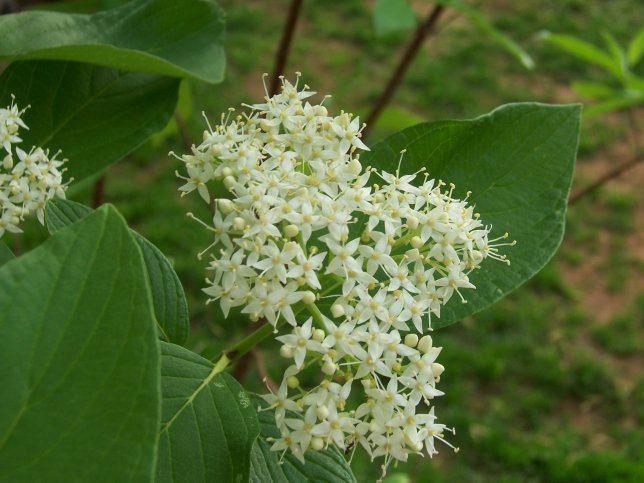 Cornaceae Cornus sericea Red Osier Dogwood Cornaceae