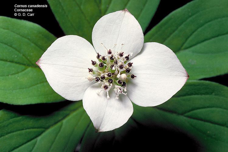 Cornaceae Flowering Plant Families UH Botany