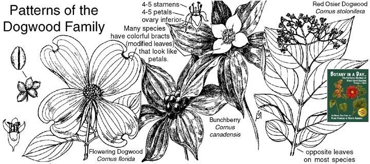 Cornaceae Cornaceae Dogwood Family Identify plants flowers shrubs and trees