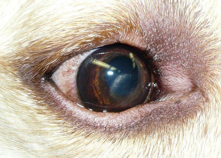 Corneal dystrophies in dogs