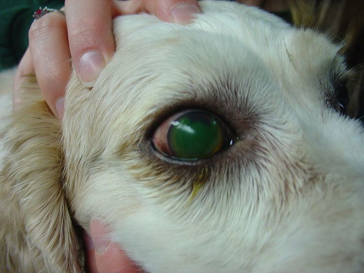 Corneal ulcers in animals