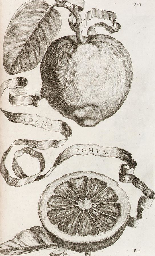 Cornelis Bloemaert Adams Apple Drawing by Cornelis Bloemaert