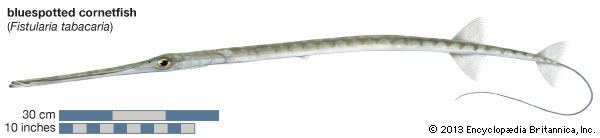 Cornetfish cornetfish fish Britannicacom