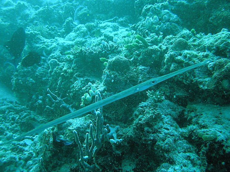 Cornetfish httpsuploadwikimediaorgwikipediacommonscc