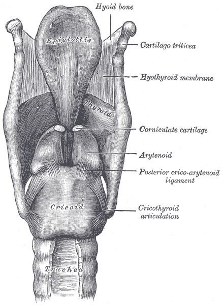 Corniculate cartilages