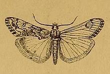 Cornifrons ulceratalis httpsuploadwikimediaorgwikipediacommonsthu