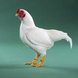 Cornish chicken Chicken Breeds Cornish