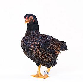 Cornish chicken Chicken Breeds Cornish