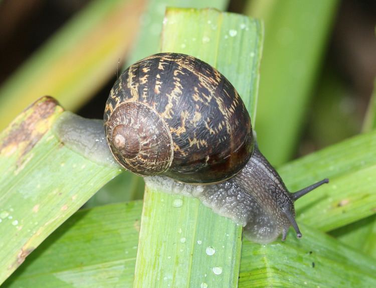 Cornu aspersum Garden Snail Cornu aspersum NatureSpot