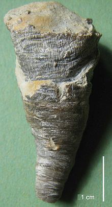 Cornulites httpsuploadwikimediaorgwikipediacommonsthu