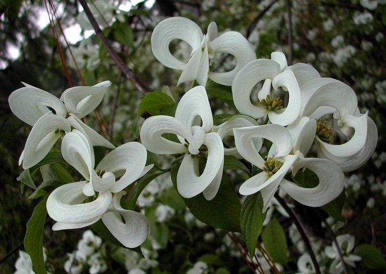 Magic dogwood or the Cornus florida urbiniana in its full bloom