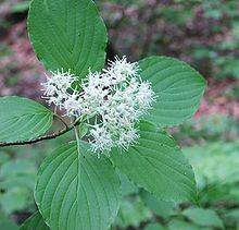 Cornus alternifolia httpsuploadwikimediaorgwikipediacommonsthu
