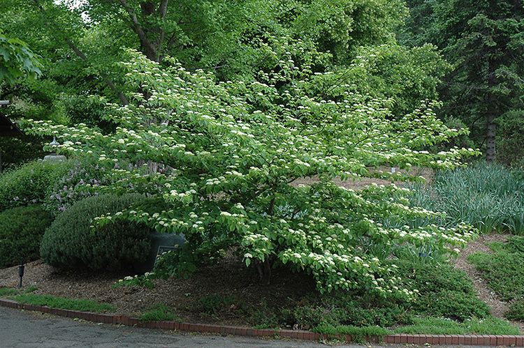 Cornus alternifolia Pagoda Dogwood Cornus alternifolia in Hamilton Burlington
