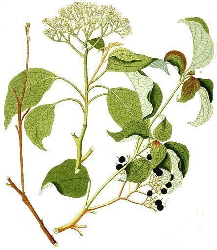 Cornus alternifolia Cornus alternifolia Wikipedia