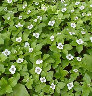 Cornus canadensis Cornus canadensis 3939 Bunchberry from American Beauties