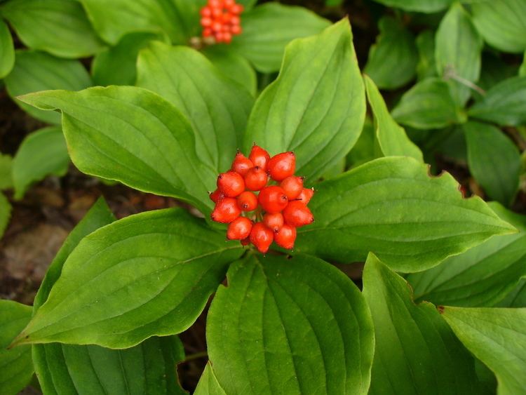 Cornus canadensis Cornus canadensis Bunchberry berries Bunchberry Pinterest