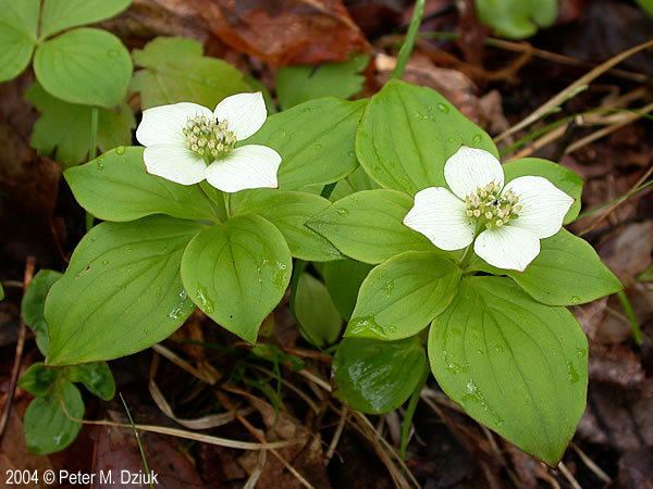 Cornus canadensis Cornus canadensis Bunchberry Minnesota Wildflowers