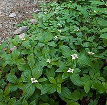 Cornus canadensis httpsuploadwikimediaorgwikipediacommonsthu