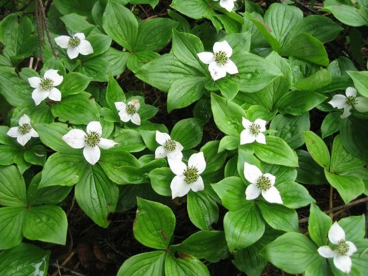 Cornus canadensis Super Natural Landscapes Cornus canadensis