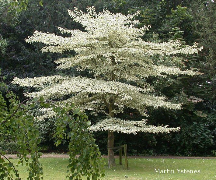 Cornus controversa - Alchetron, The Free Social Encyclopedia