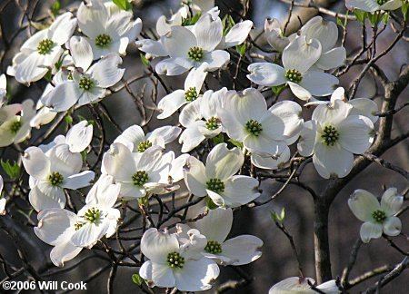 Cornus florida Flowering Dogwood Cornus florida