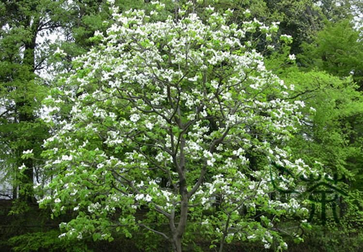 Cornus hongkongensis Evergreen Tree Dendrobenthamia Gigantea Seeds 100pcs Peculiar