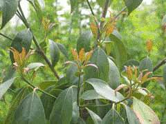 Cornus hongkongensis Cornus hongkongensis PFAF Plant Database