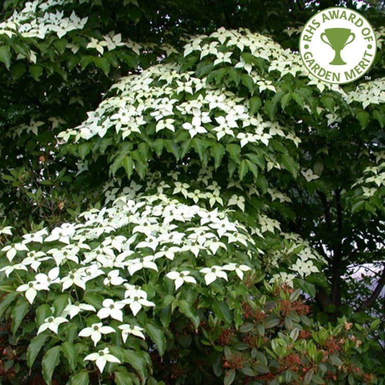 Cornus kousa Cornus Kousa Chinensis White Flowering Chinese Dogwood Tree Dogwood