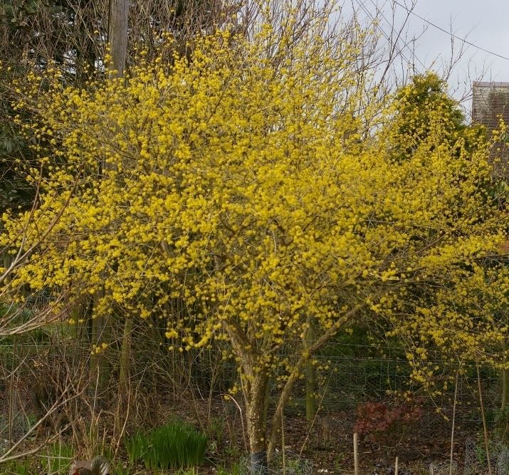 Cornus officinalis John Grimshaw39s Garden Diary Winterflowering dogwoods