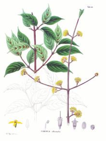 Cornus officinalis httpsuploadwikimediaorgwikipediacommonsthu