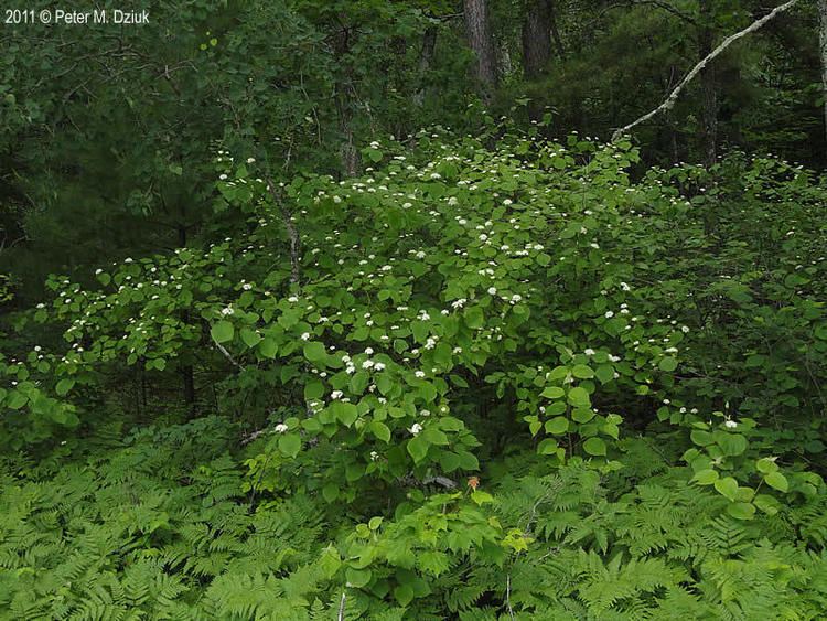 Cornus rugosa Cornus rugosa Roundleaved Dogwood Minnesota Wildflowers