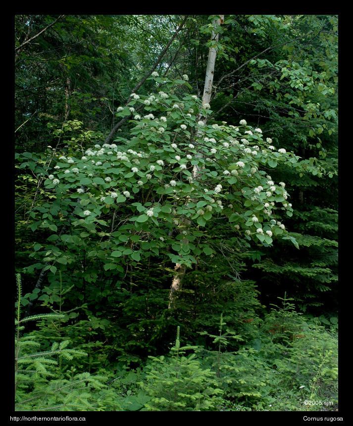 Cornus rugosa Northern Ontario Plant Database