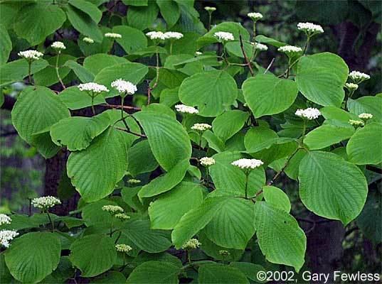 Cornus rugosa Shrubs of Wisconsin Cornus rugosa roundleaved dogwood