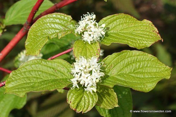 Cornus sanguinea Cornus sanguinea