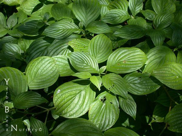 Cornus sessilis wwwyerbabuenanurserycomimagesnewbotimageslar