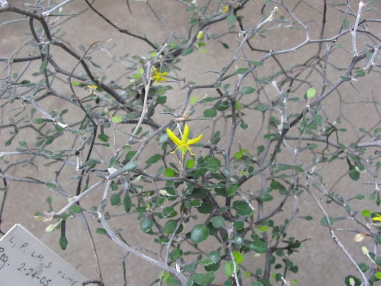 Corokia Corokia cotoneaster Argophyllaceae Corokia Wire Netting Bush
