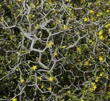 Corokia Corokia cotoneaster Wire Netting Bush plant lust