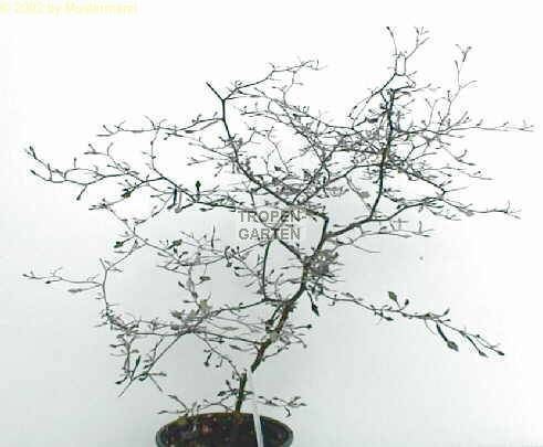 Corokia 1000 images about corokia on Pinterest Cotoneaster bonsai Search