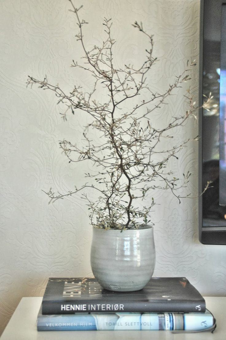 Corokia 1000 images about corokia on Pinterest Cotoneaster bonsai Search