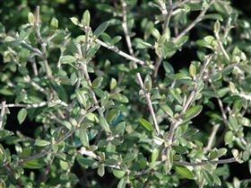 Corokia Catalogue See the range we grow over the year
