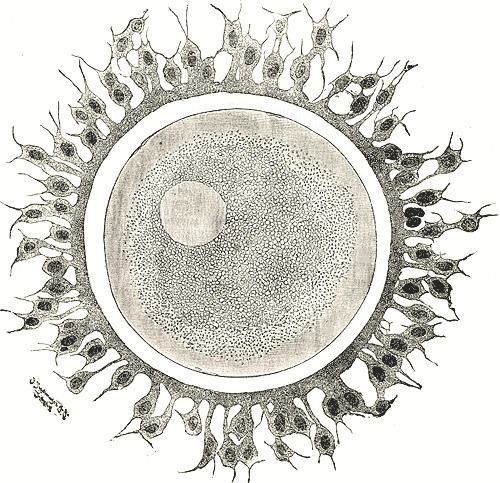 Corona radiata (embryology)