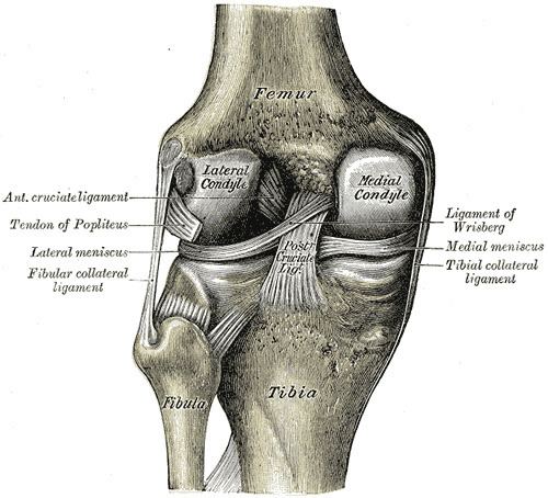 Coronary ligament of the knee