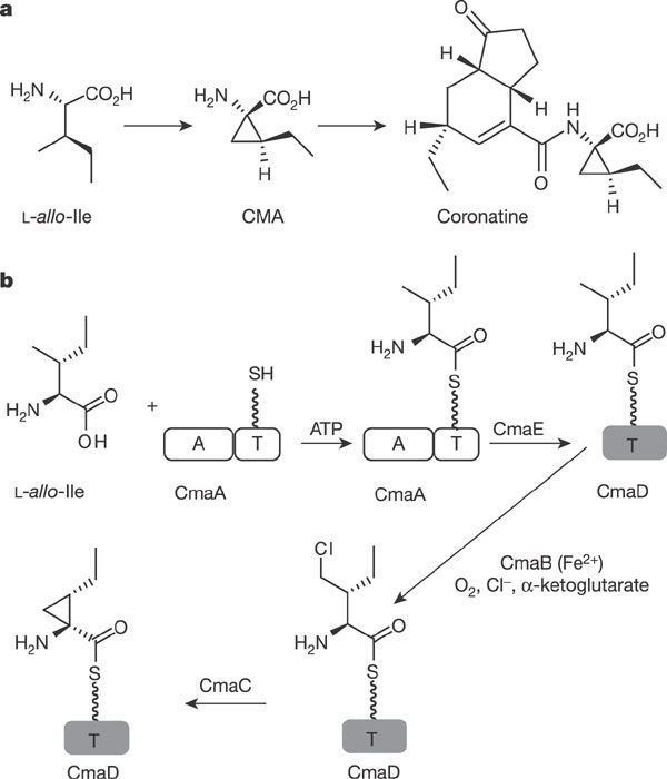 Coronatine Figure 1 Cryptic chlorination by a nonhaem iron enzyme during