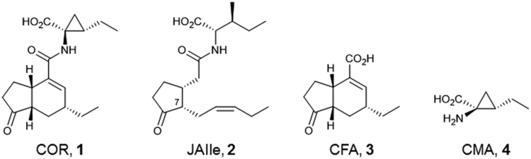 Coronatine Dual function of coronatine as a bacterial virulence factor against