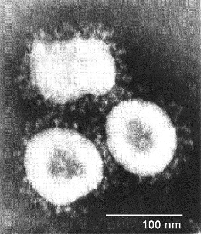 Coronaviridae webstanfordedugroupvirus1999mhsiangemcorongif