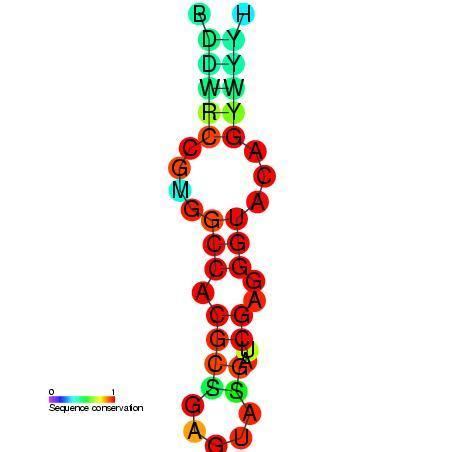 Coronavirus 3' stem-loop II-like motif (s2m)