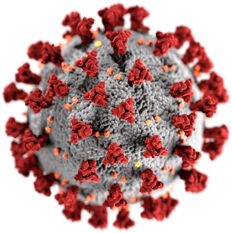 Illustration of Coronavirus Disease (COVID 19)