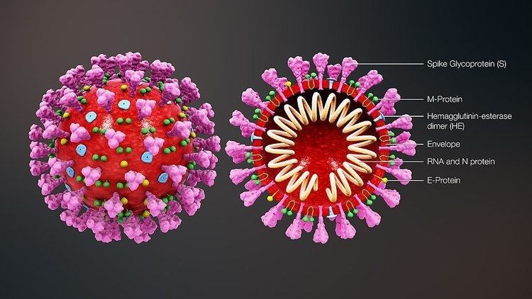 Microscopic view of Coronavirus Structure